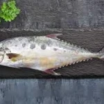 Falai Cut Cleaned - 1 kg