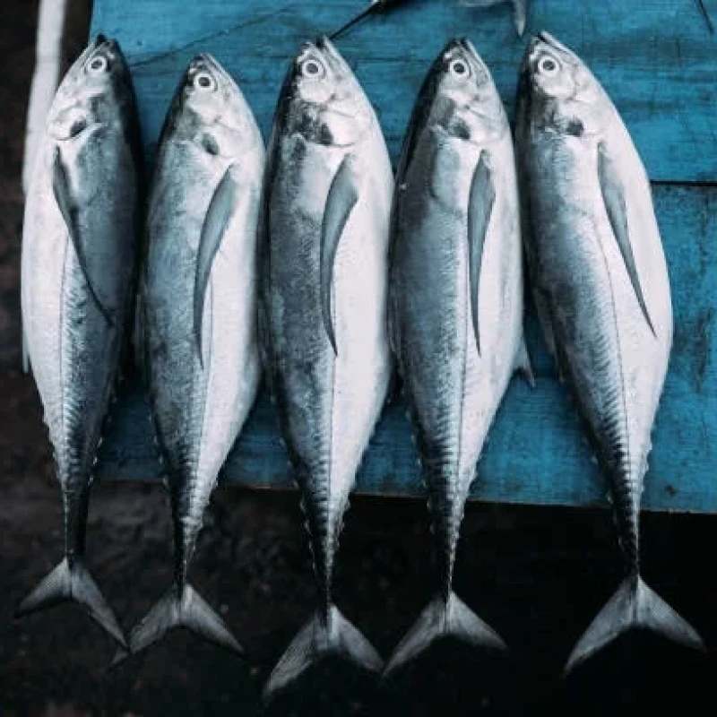 Kaat Bangda Cut Cleaned - 1 kg ( 3-4 pcs )