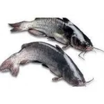 Mudosa Cut Cleaned - 1 kg